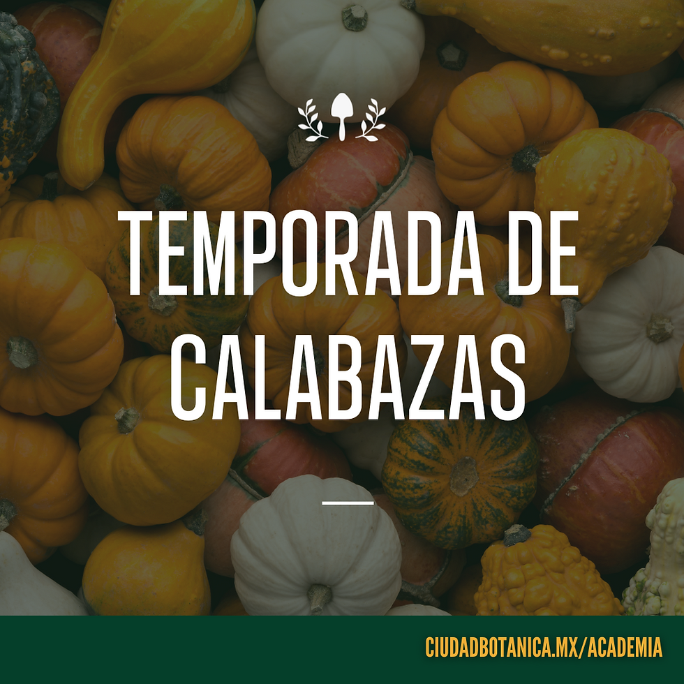 Temporada de Calabazas