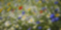 wildflowers.jpg