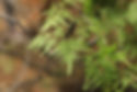 Spora Japonici Lygodii