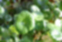 Lysimachia christinae