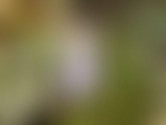 【虫よけ対策】GWやアウトドアに！香りも楽しめるサンタール・エ・ボーテのボディスプレー