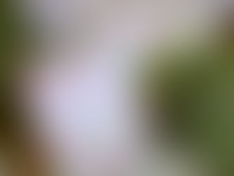 【4/4~4/11】春のプレゼントキャンペーン開催のお知らせ🌸【店頭限定】