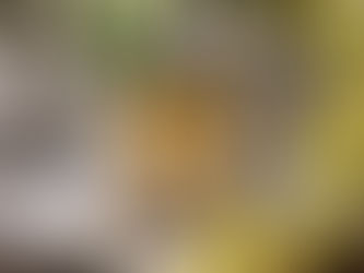 【新入荷】春の新生活に、ほっとひと息☕紅茶の香りのサンタールエボーテ プティトワレ