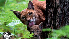 2016 "Wildnis vor der Haustür" von Klaus Echle