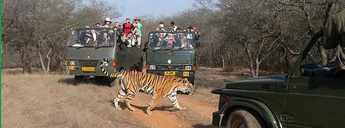 canter-safari.jpg