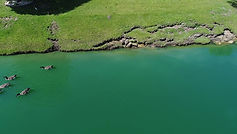 Azalea Lakes pond 6 Annotation 4 (1).jpg