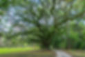 santee-coastal-reserve.jpg