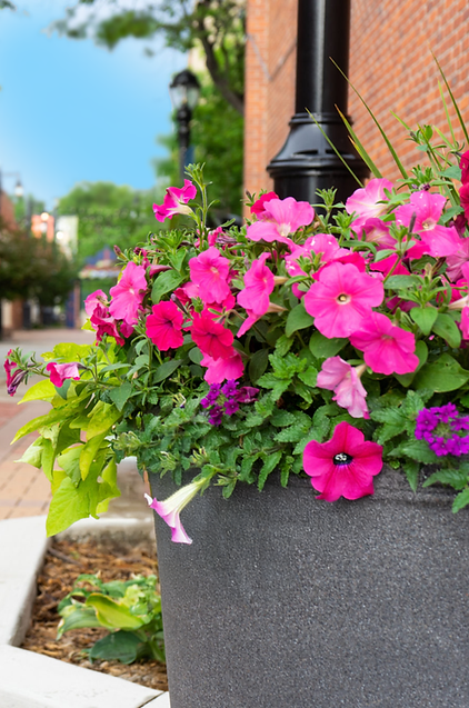 Downtown-flowers- Longmont.png