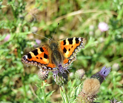 SSP Butterfly_edited.jpg