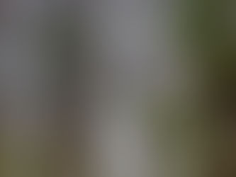 Giants in the Mist: An Unforgettable Journey Through Redwood National Park