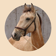 Lusitano Hengst Shai - Verkaufspferd