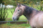 Romeo - PRE Hengst - Spanisches Pferd kaufen - Deutschland - Hof Grummtal