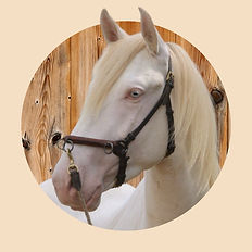PSL/Lusitano Hengst Santiago - Verkaufspferd