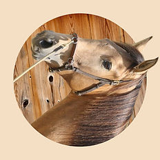 PSL/Lusitano Hengst Salgado - Verkaufspferd