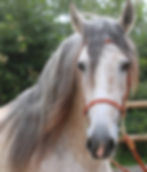 Spanisches Pferd mit dem Namen Quest - Wallach - Verkaufspferd auf Hof Grummtal