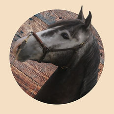 Lusitano Wallach Quixote - Verkaufspferd