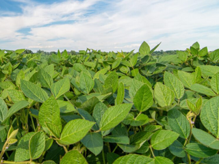 Sinal dos tempos: área plantada com soja cresce muito na Amazônia, enquanto a tradicional mandioca perde espaço