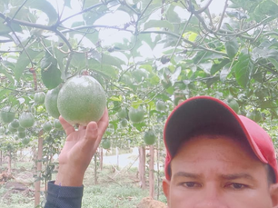 Produção de maracujá está em alta na Região Metropolitana de Manaus