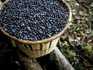 Projetos impulsionam cadeia do açaí e empreendedorismo indígena na Amazônia