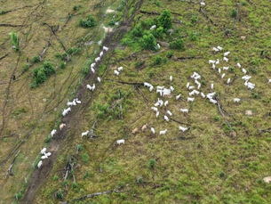 Operação aplica mais de R$ 1,7 milhão em multas a três proprietários de terra do Sul do Amazonas, que estavam desmatando irregularmente
