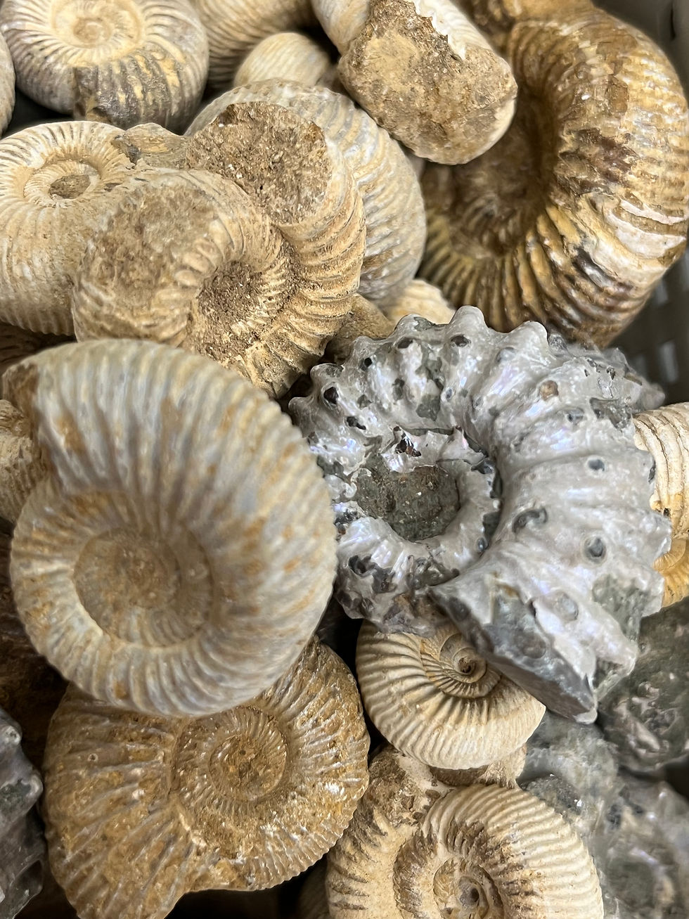 Fossilized shells with a spiral structure