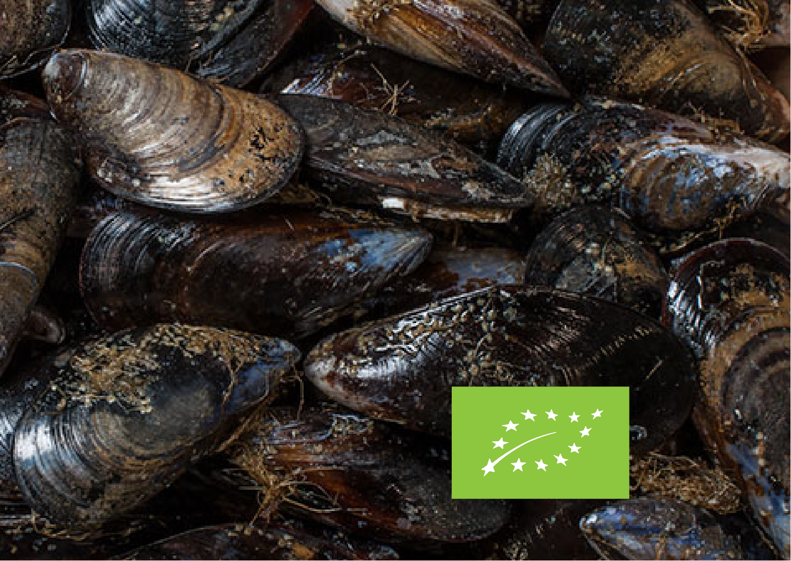 Moules BIO sous vide