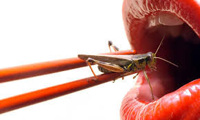 Cavallette come cibo