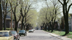 Rue résidentielle bordée d'arbres dans un quartier de Montréal avec des voitures stationnées et des arbres matures