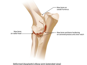 Physiotherapy and hydrotherapy in the management of Elbow Dysplasia