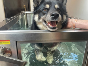 Physiotherapy and Hydrotherapy management for Degenerative Myelopathy (DM)