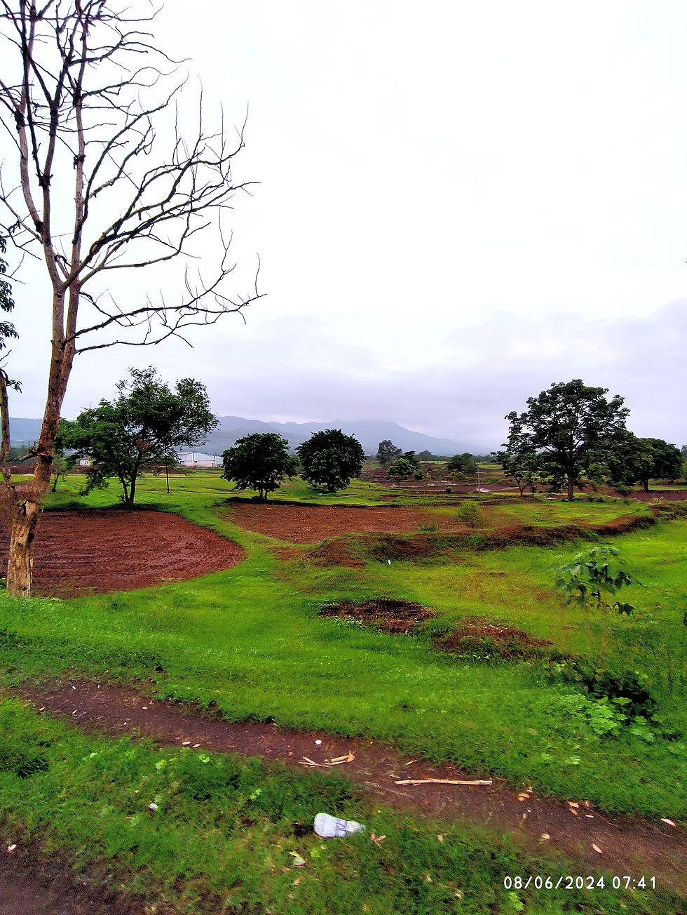 Paddy Fields on Route to Gunjawane