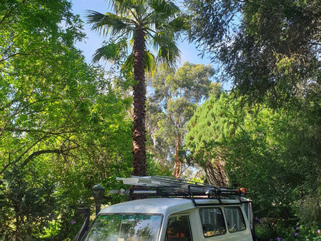 Palm Tree Frond Removal
