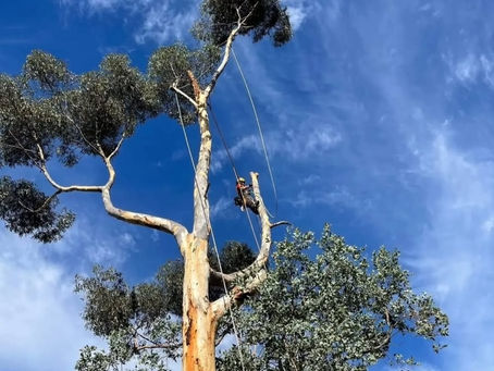 Free Quotes for Tree Services