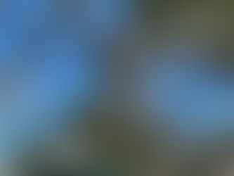 'My Dad Climbs Trees'