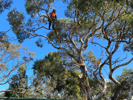 'My Dad Climbs Trees'