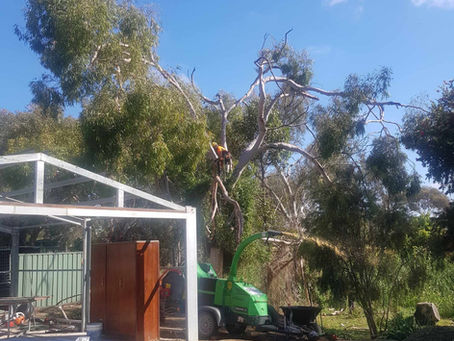 Tree Removal Strathalbyn