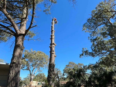 Trust Your Local Arborist