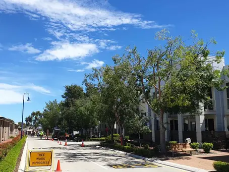 Crown Thinning & Maintenance Pruning