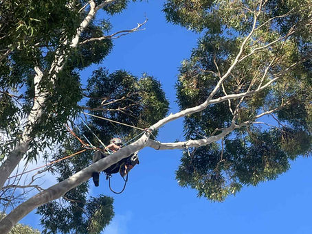 Spot The Canopy Man!