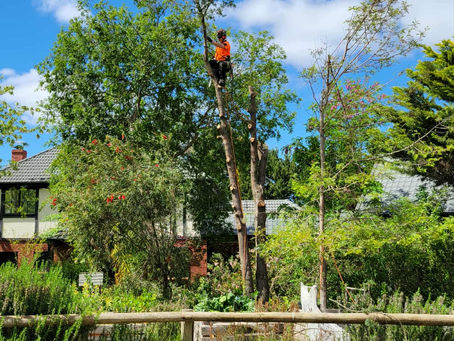 Apprentice Stepping Up