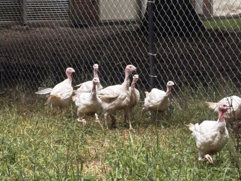 Coop! There It Is: Falcons Raise Turkeys