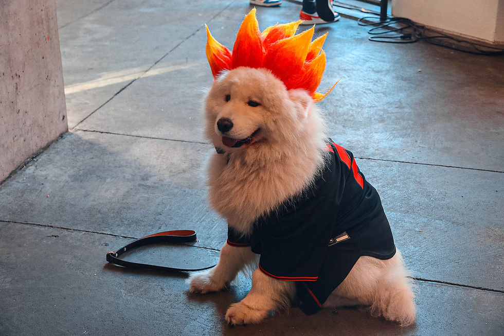 舊金山巨人甲骨文球場 知名網紅犬 Kozy the Cloud