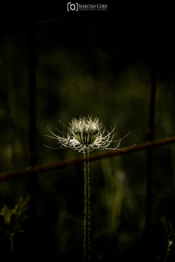 Flickr - KEL_2914-Edit