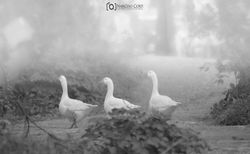 Flickr - NCP_2414-Edit