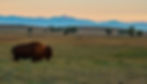 Bison in the Morning Light on the Colorado Plains.jpg