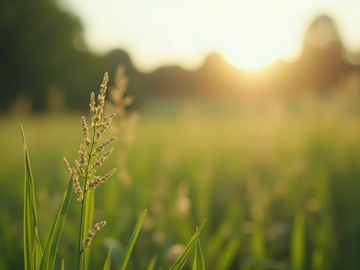 Exploring the Path to Holistic Wellness Through Natural Choices