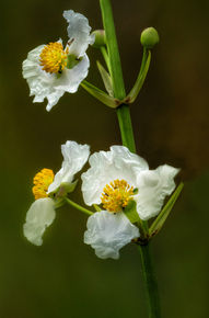 Joan LoBianco Photography