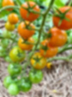 Small tomatoes ripening on a vine in a garden.