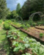Garden beds with metal arches near a raw sourwood honey farm