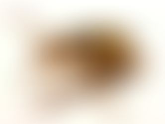 Living Bioweapon: The Bombardier Beetle